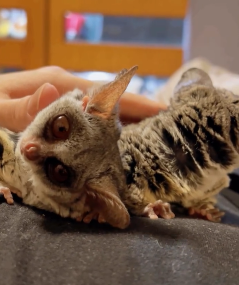 Mia - Weiblicher Galago (Buschbaby) zu verkaufen – Bild 4