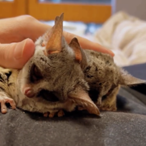 Jeremia - Männlicher Galago (Buschbaby) zu verkaufen