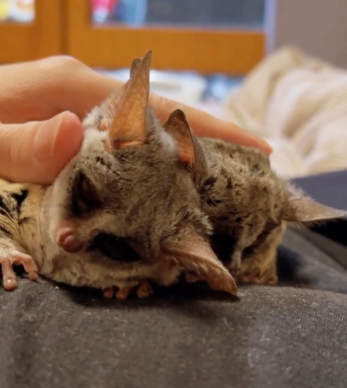 Jeremia - Männlicher Galago (Buschbaby) zu verkaufen