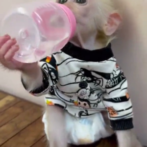 Henry - Männlicher Makake